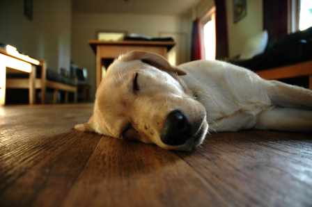 Wood Flooring