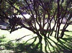 Building Site Trees