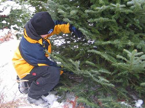 Cutting the Christmas tree remains a favorite holiday tradition in many families.