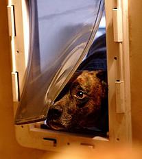 Pet Door