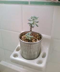 Try to think of accent pieces and ways to display plants creatively in your bathroom design. Who knows; perhaps a cactus will look nice in a soap dish!