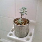 Bathroom Decor Botannical Cactus Bathroom Decor Botannical Cactus