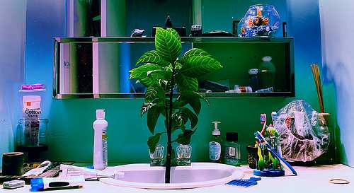 Plants add color and interest to any bathroom theme or design.