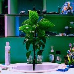 Botannical Garden in a Bathroom Botannical Garden in a Bathroom