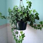 Bathroom Decor Botannical Hanging Ivy Bathroom Decor Botannical Hanging Ivy