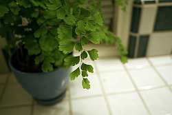 This maidenhead fern is perfectly suited to the moist and humid conditions in your bathroom.
