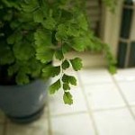Bathroom Decor Maidenhair Fern Bathroom Decor Maidenhair Fern