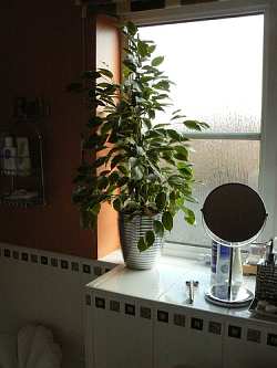 Place a house plant in your bathroom window where it will be sure to get light and add some natural color to your bathroom.