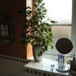 Bathroom Window Plants Bathroom Window Plants