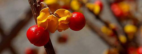 Reds, yellows and oranges will give your home a fall feel. Berry branches make a long lasting fall floral arrangement.