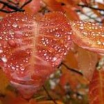 Fall Colors and Autumn Home Decorating Fall Colors and Autumn Home Decorating
