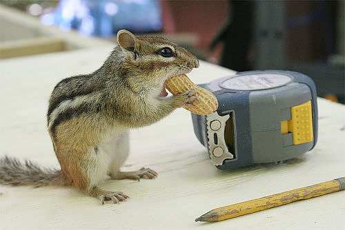 Sure he may be cute, but would you trust this little guy to complete your big home remodeling project?