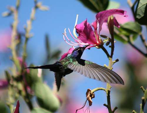 The natural beauty and variety of orchids enhances any garden or home decor.