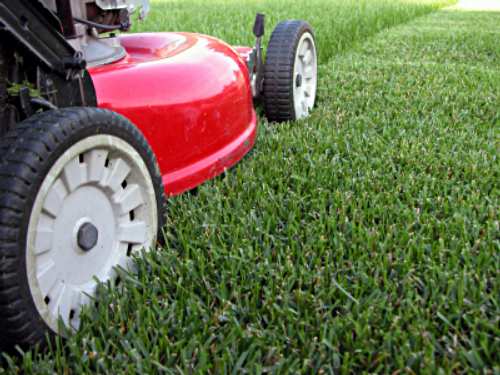 Mow high and frequently to let your grass get plenty of sunshine and outcompete the weeds!