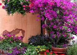 A floral wall adorns the aged terra cotta wall in this wonderful landscape design.