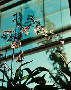 Like any plant, orchids need adequate light, but keep your indoor orchids somewhere you can carefully control the amount of direct light they receive.
