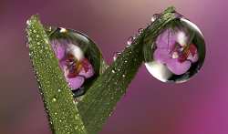 Since orchids grow naturally in rain forests, they need proper watering and humidity to thrive.