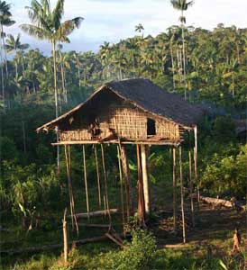 papua-tree-houses-2