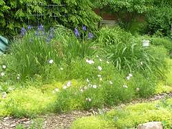 Plant wildflowers such as prairie roses to give your garden design the wild and natural look of the American prairie landscape.