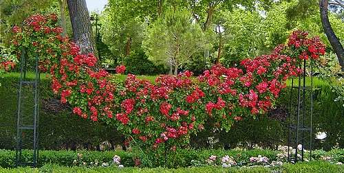 Use climbing roses to add verticality in your rose garden.