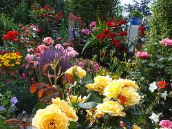 No style of garden is as colorful and dtramatic and the rose garden in full bloom.
