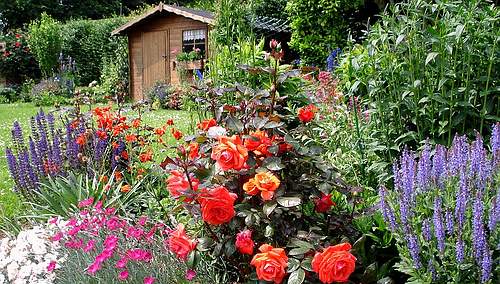 Peonies, Hyacinth, Daisies and other flowers will complement and enhance your rose garden.