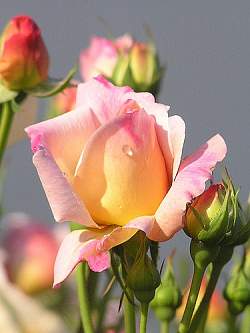 Roses add color and drama to any home landscape design!