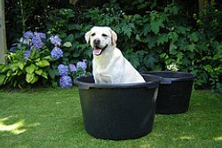 5 Ways to Pet-Proof Your Home