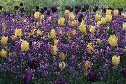Use planting beds such as this bed of tulips to create borders in your small garden.