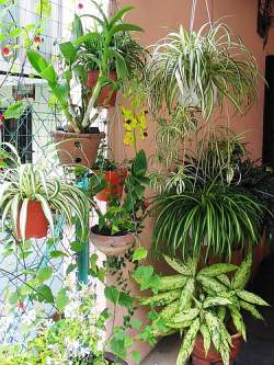 Use hanging plants to give your tropical garden the vertical foiliage you would find in a rain forest or jungle climate.