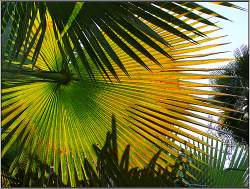 Transform your yard into a tropical paradise with a canopy of palm trees.