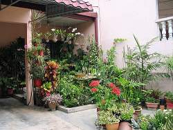 Even a small space such as this courtyard benefit from the tropical style of landscape design.