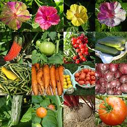 So many things to choose from when planting a veggie garden!