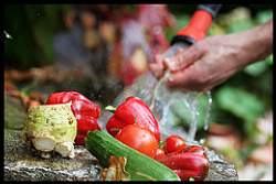 Tending the vegetable crops is a favorite pastime and hobby for many enthusiasts, taking us back to more pastoral roots.