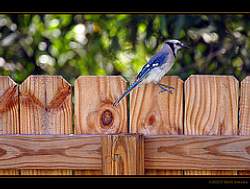 For privacy and security, a board on board fence between 4 and 8 feet in height is a good choice.
