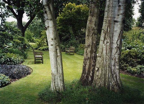 Trees offer shade and pools of light that can create romantic vignettes in your woodland landscaping.