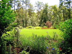 Plant flowers like Rohdodendron and Hydrangea which do well in mixed sun and shade.